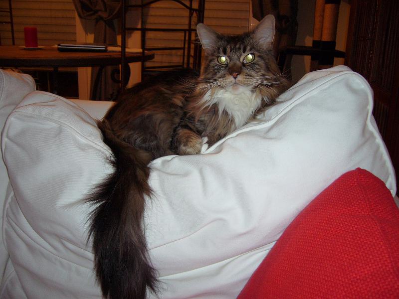 Luxi Myy sohval tammi-helmikuu -08 008.jpg